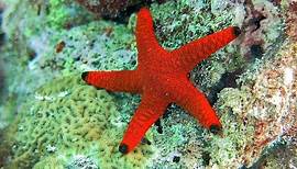 Facts: The Sea Star (Starfish)
