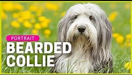 BEARDED COLLIE | Charakter, Haltung & Gesundheit