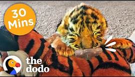 30 Minutes Of Our Littlest, Fiercest Friends | The Dodo