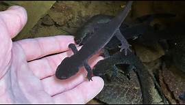 야생 도롱뇽에게 손을 내밀었더니 놀라운 일이 일어났습니다! (The process of making friends with salamanders)