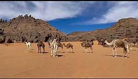 Ein Tag in der Wüste mit "Sahara Reise"