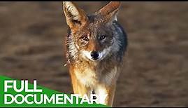 Beach Jackals - How Humans Forced Wild Canines to Change Their Lifes | Free Documentary Nature