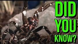 5 Mind-Boggling Tarantula Facts You Need to Know!