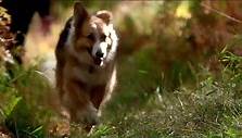 Darling Companion - Ein Hund fürs Leben Trailer OV