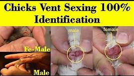 How to Identify Male and Female Chicks | Vent Sexing in chicks | chicks sexing | hen | Baby Chicks