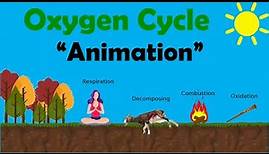 OXYGEN CYCLE | Biology Animation
