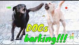 Dogs Barking Sound Woof Woof Woof So Funny | Viral Dog Puppy