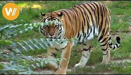 Sibirischer Tiger | Unsere Tierwelt (Kurze Tierdokumentation)