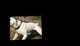Der weisse Hund von Beverly hills ab auf menschen abgerichtet killerhund boltenhagen