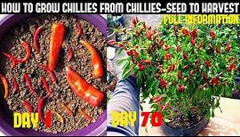 How To Grow Chillies At Home|100+ chillies per plant|Seed To Harvest