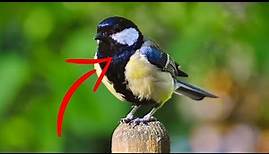 DAS wusstest du noch nicht über Gartenvögel