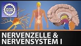 Trailer - Nervenzelle & Nervensystem I - Biologie - Schulfim