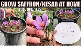 Grow Saffron/Kesar at Home | SEED TO HARVEST