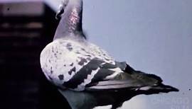 The Homing Pigeon (1963, Robert Ford)