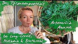 Artemisia Annua - die Wunderpflanze der Natur bei Long-Covid, Malaria, Blutkrebs und Erschöpfung