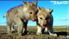 Robotic Wolf hangs out with Wolf Cubs at Den