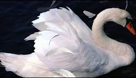 2002 - Flight of the Swan