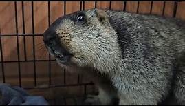 The real scream of a marmot