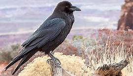 Common Raven Identification, All About Birds, Cornell Lab of Ornithology