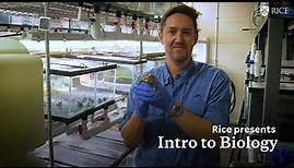 Intro to Biology Online Courses: Ecology, Evolution and Biodiversity | Rice University Online