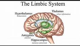 Limbic System Biochemistry || Brain Anatomy, Anatomy of the Human Brain