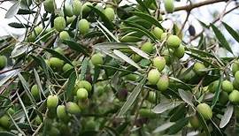 Growing the Table Olive (Olea europaea)
