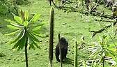 🚨WATCH THIS​​🚨 Gorillas from... - Dian Fossey Gorilla Fund
