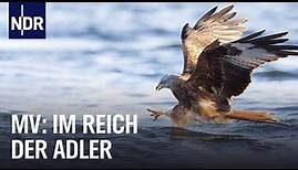 Seeadler in der Feldberger Seenlandschaft | Hanseblick kompakt | NDR Doku
