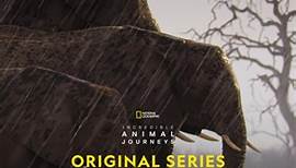 Jake Monaco Composer's mesmerizing soundtrack is the perfect companion to #IncredibleAnimalJourneys, narrated by Jeremy Renner. Listen here: https://on.natgeo.com/49S9dTk and don't miss the premiere this Sunday at 9/8c on National Geographic. | National Geographic TV