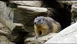 All About Groundhogs: Facts, Species And Habitat Raveled