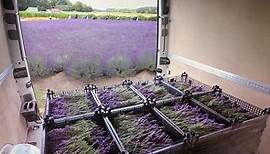 Dokus & Reportagen : Ein Duft von Lavendel im Norden