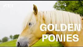 Haflinger: the golden allround talents | RIDE presented by Longines