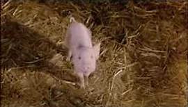 Trailer zu "Schweinchen Wilbur und seine Freunde"