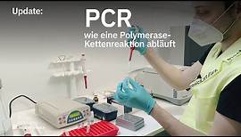 Update: PCR – wie eine Polymerase-Kettenreaktion abläuft
