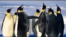 Emperor Penguins Fight Over Mate | BBC Earth