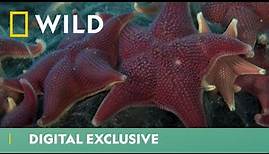 Are These Starfish As Harmless As They Seem? | Wild & Weird | National Geographic WILD UK