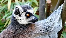 Die Top 10 Sehenswürdigkeiten von Madagaskar - Urlaubshighlights - Sehenswürdigkeiten der Welt