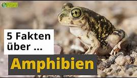 5 Fakten über Amphibien: Frosch, Salamander, Axolotl & Co. - Tier-Doku für Kinder