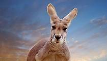 Kangaroo: A Love-Hate Story - stream online