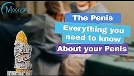 The Penis. Everything You Need to Know About Your Penis | Moorgate Andrology
