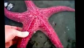 Starfish facts: 11 facts about Sea Stars