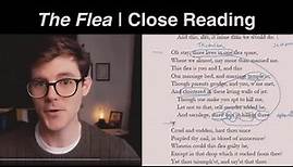 John Donne | The Flea & Argumentation | Close Reading & Analysis