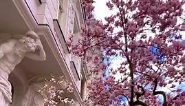 Najpiękniejsza magnolia we Wroclawiu.🥰🌸♥️ #miejscawewroclawiu #wrocław #wroclove #dlaciebie #magnolia #wro