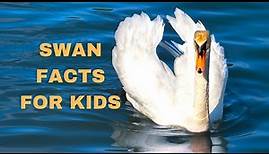 Swan Facts for Kids | Animal facts for kids