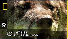 MAI MIT BISS - Wolf auf der Jagd | National Geographic