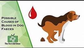 Understanding Blood in Your Dog's Stool: Common Causes and Concerns