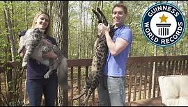 Tallest cat and longest tail ever! - Guinness World Records