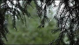Relaxing Sound of Rain and Wind in Forest 1 Hour / Rain Drops Falling From Trees with Wind