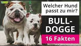 Ist eine Bulldogge der richtige Hund für mich? 16 Fakten über Bulldoggen!