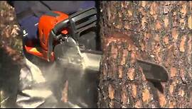 How to Safely Fell or Cut Down a Tree Using a Chainsaw | Husqvarna